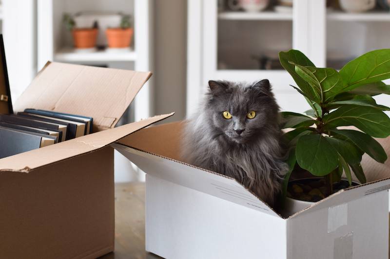 Comment habituer un chat quand on déménage ?